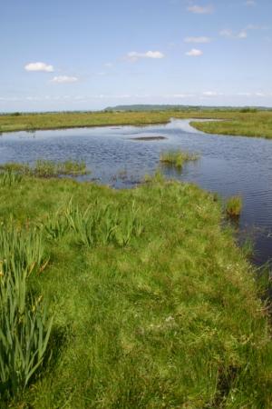 Crane Roost site on the Levels and Moors